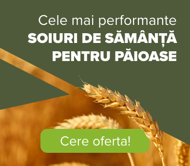 Semințe Păioase Ofertă Semințe Păioase Ofertă